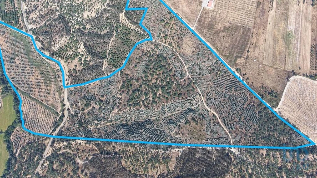 Terreno para Venda em Alpiarça Foto 13