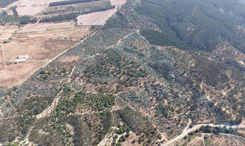Terreno para Venda em Alpiarça Foto 11