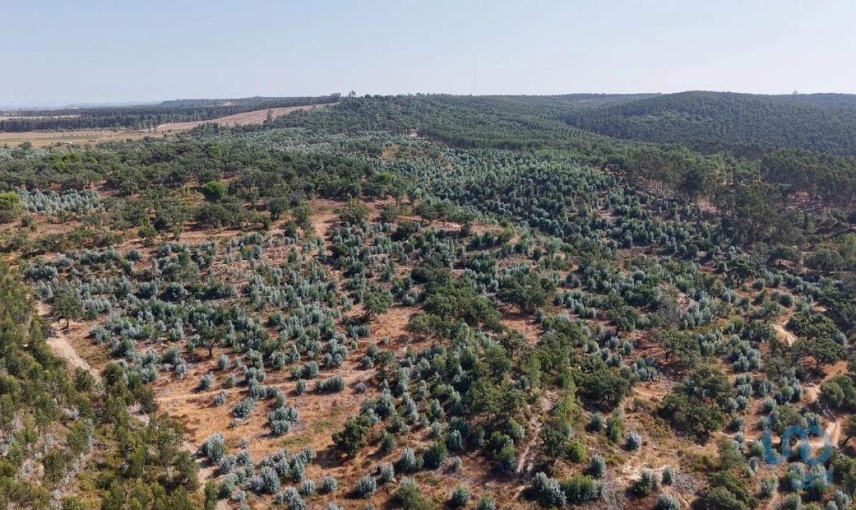 Terreno para Venda em Alpiarça Foto 6