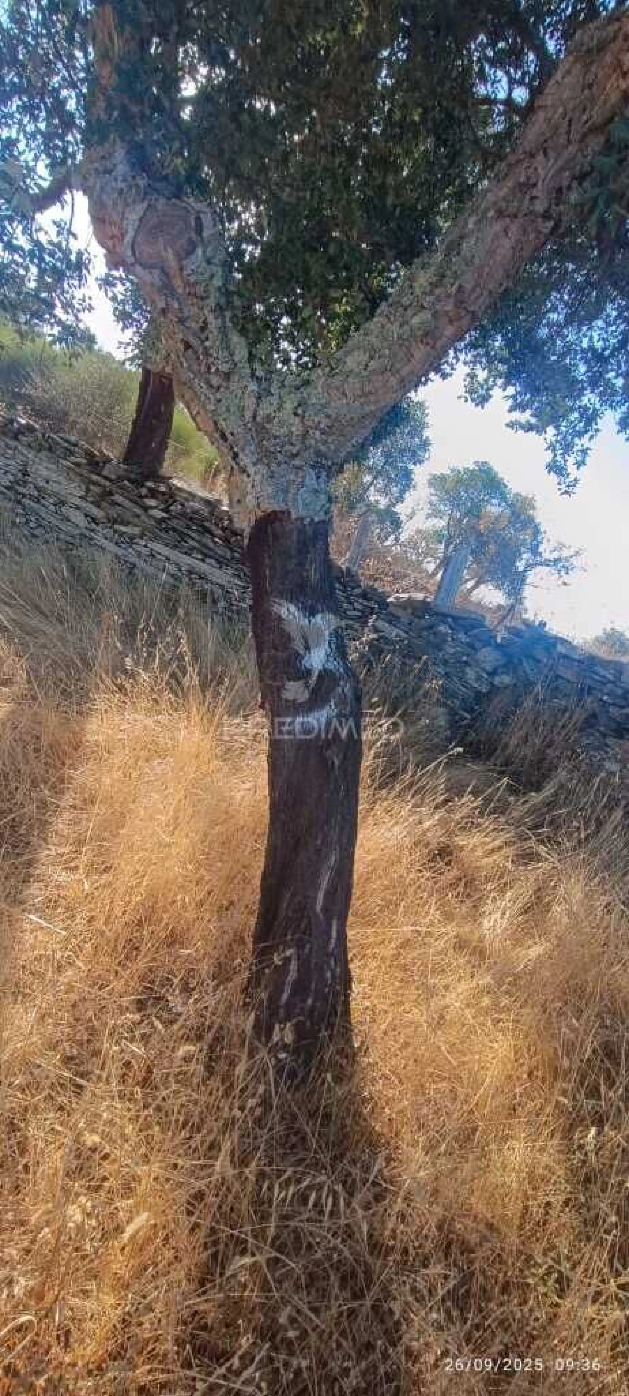 Terreno para Venda em Montalvão Foto 18