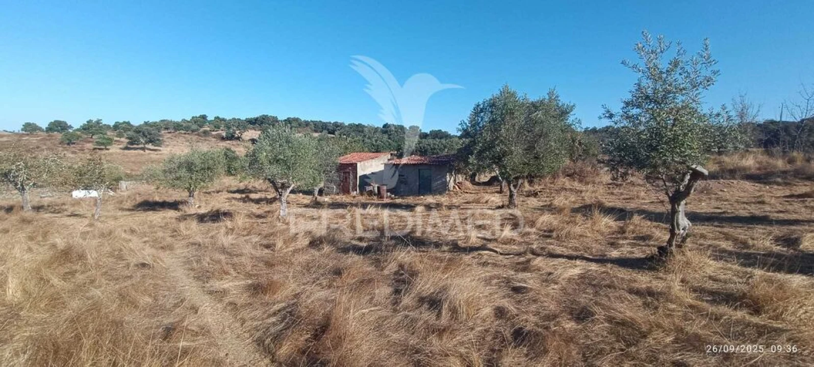 Terreno para Venda em Montalvão Foto 19