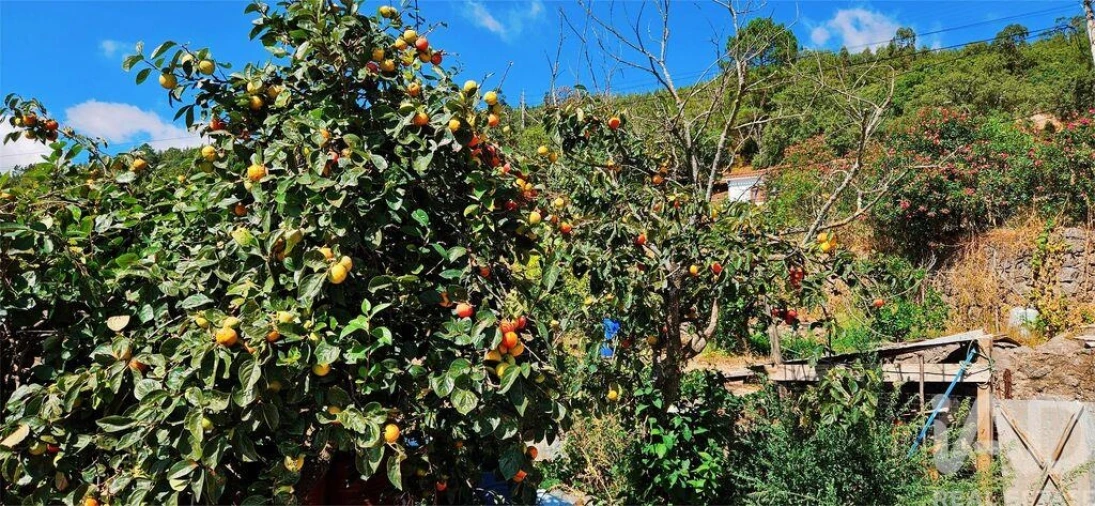 Moradia T2 para Venda em Monchique Foto 16