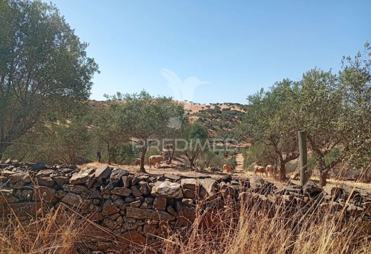 Terreno para Venda em Ciladas