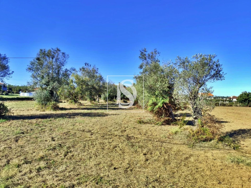 Terreno para Venda em Alheira e Igreja Nova Foto 10