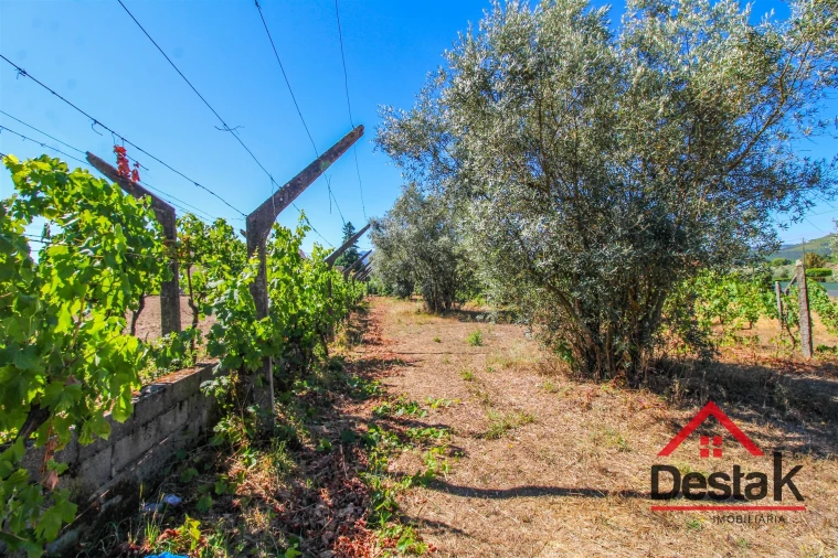 Quinta T0 para Venda em Santa Cruz da Trapa e São Cristóvão de Lafões Foto 46