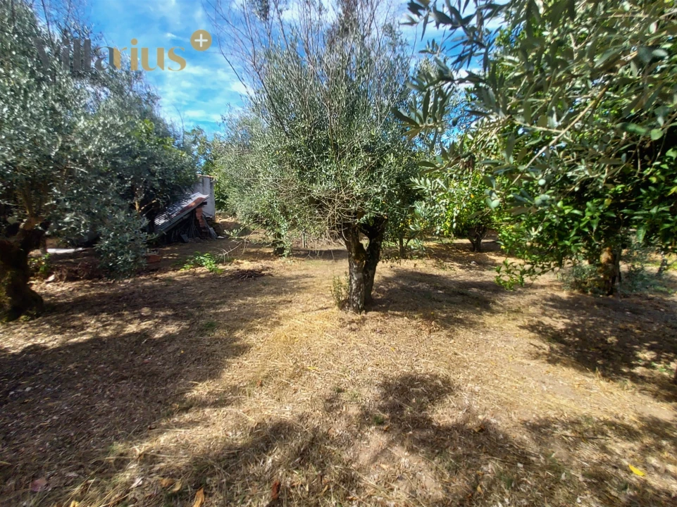 Moradia T3 para Venda em Olalhas Foto 41