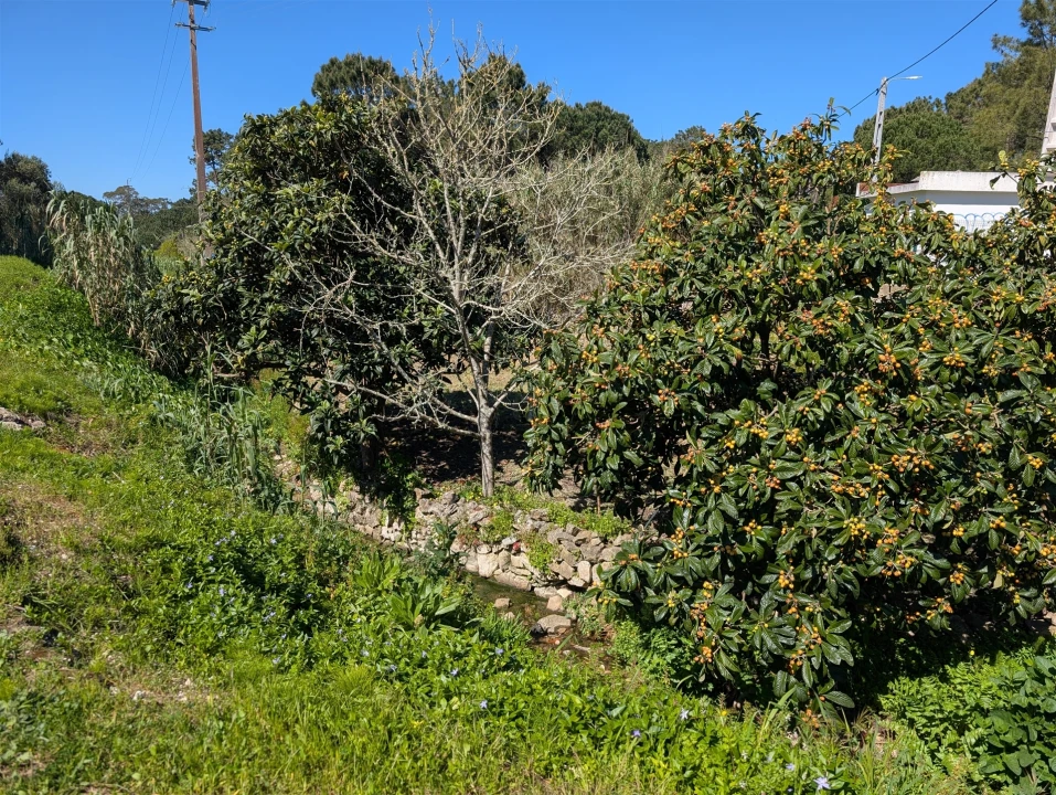 Terreno para Venda em Santa Maria e São Miguel, São Martinho, São Pedro Penaferrim Foto 3