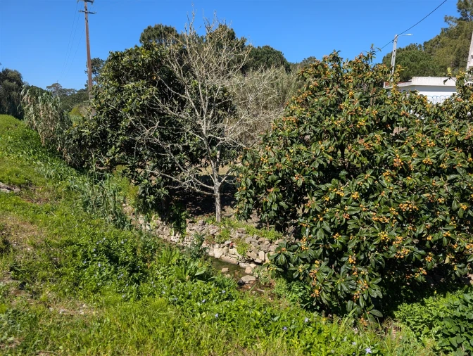 Terreno para Venda em Santa Maria e São Miguel, São Martinho, São Pedro Penaferrim Foto 3