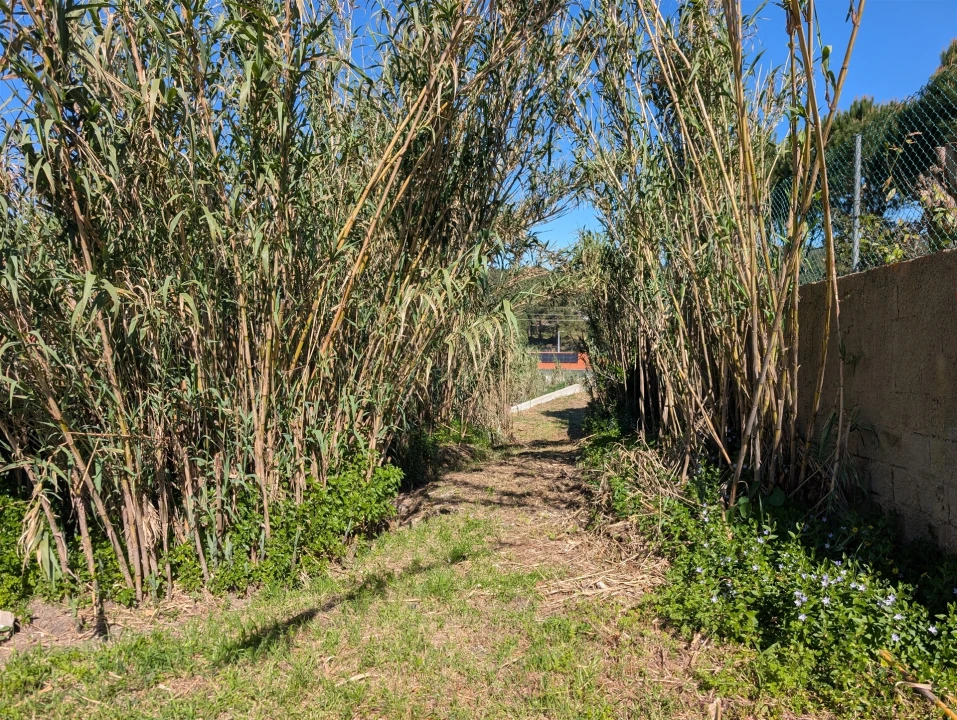 Terreno para Venda em Santa Maria e São Miguel, São Martinho, São Pedro Penaferrim Foto 4