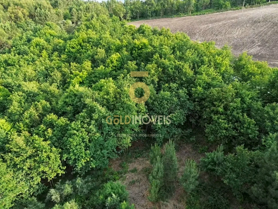 Terreno Agricola ou Rústico para Venda em Tarouquela Foto 5