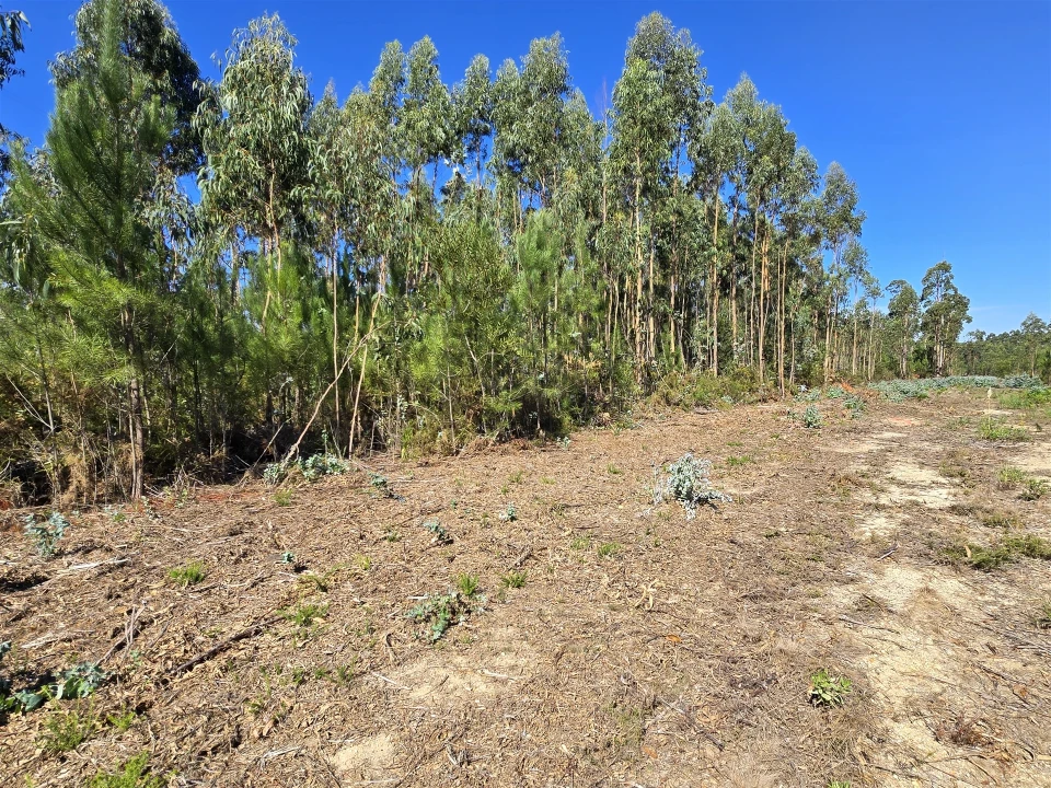 Terreno Agricola ou Rústico para Venda em Soza Foto 7