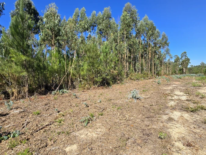 Terreno Agricola ou Rústico para Venda em Soza Foto 7