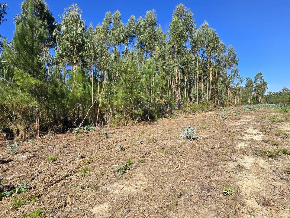 Terreno Agricola ou Rústico para Venda em Soza Foto 15
