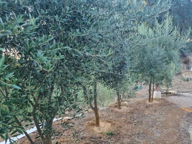 Terreno para Venda em Pedrogão Pequeno Foto 11