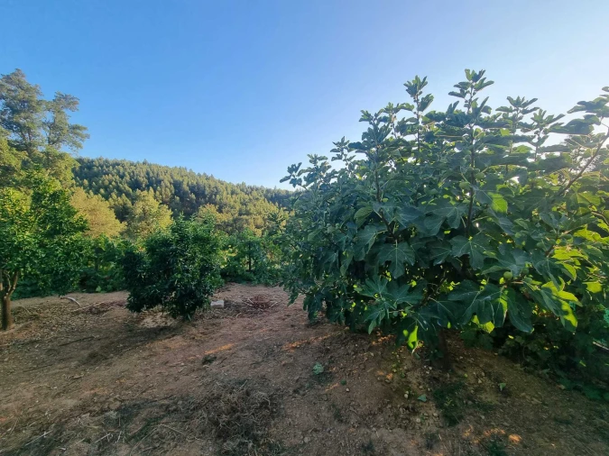 Terreno para Venda em Pedrogão Pequeno Foto 9