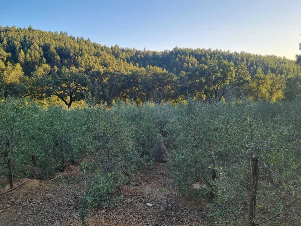 Terreno para Venda em Pedrogão Pequeno Foto 12