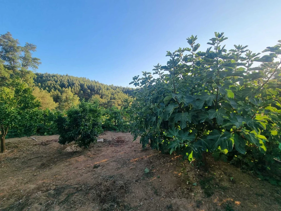 Terreno para Venda em Pedrogão Pequeno Foto 9