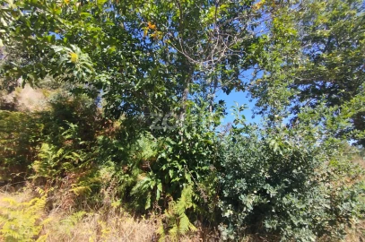 Terreno para Venda em Santos Evos