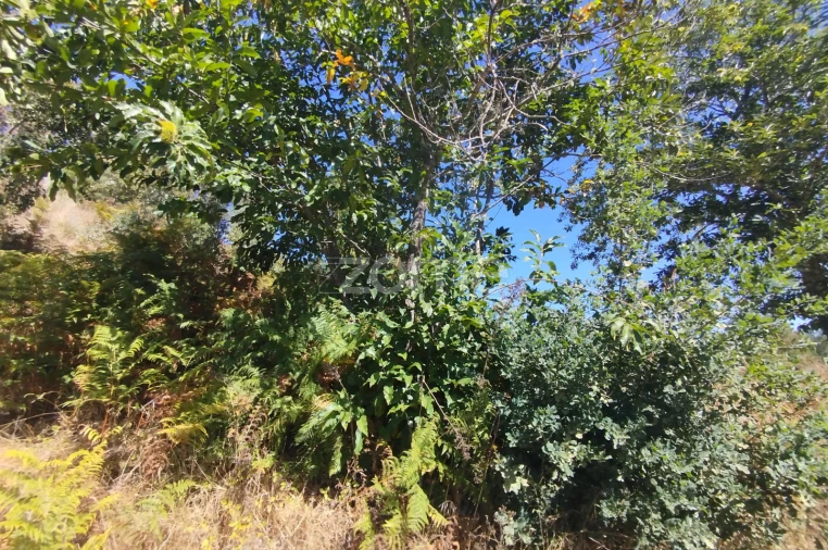 Terreno para Venda em Santos Evos Foto 3
