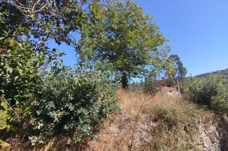 Terreno para Venda em Santos Evos Foto 5