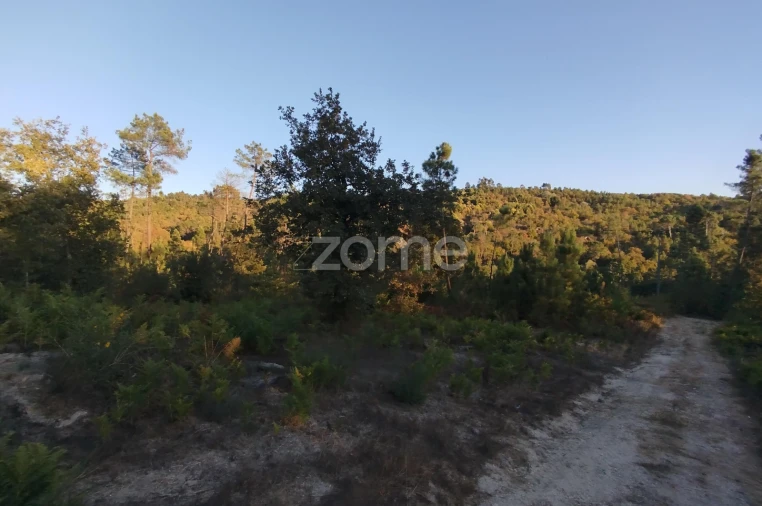 Terreno para Venda em Santos Evos Foto 37