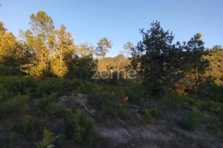 Terreno para Venda em Santos Evos Foto 38