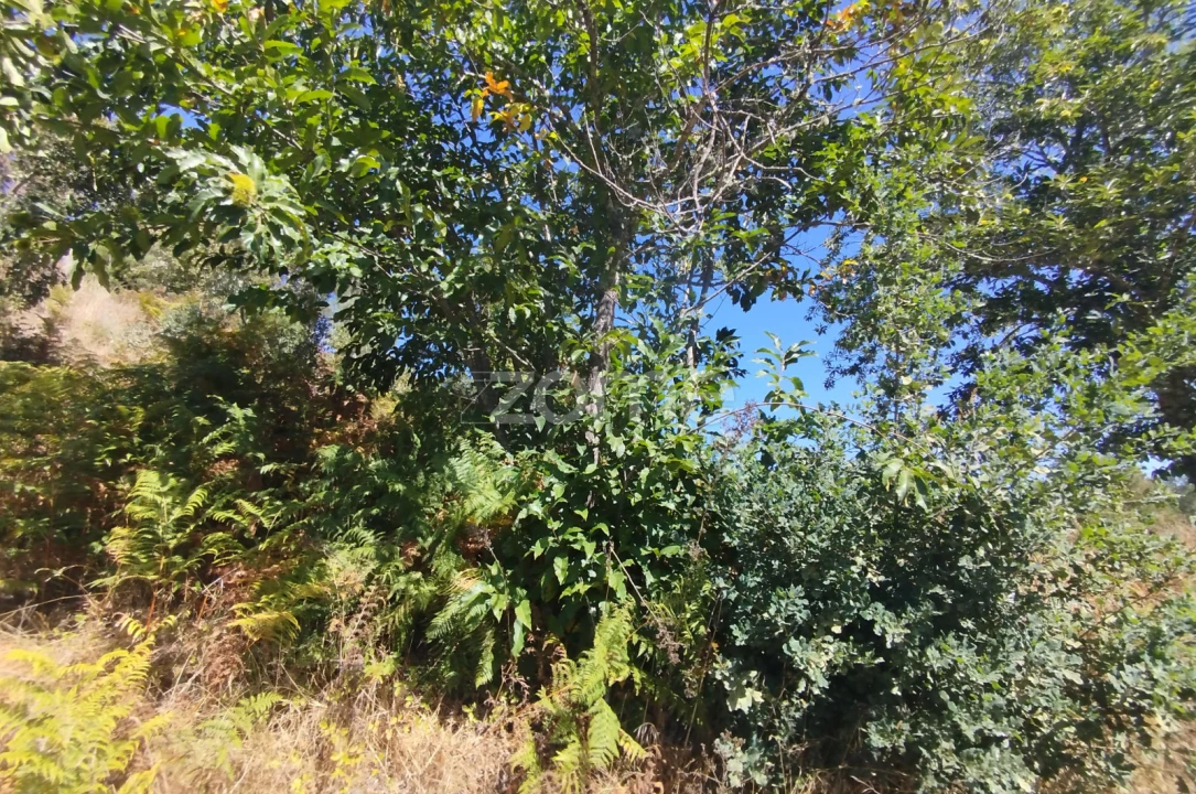 Terreno para Venda em Santos Evos Foto 3