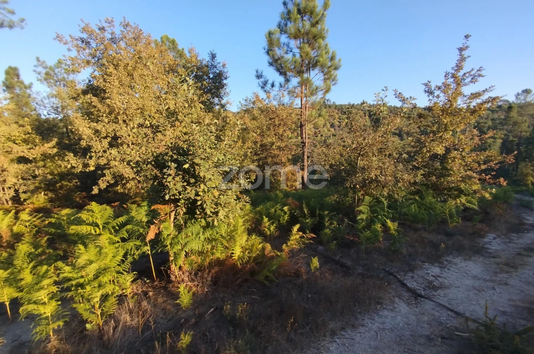 Terreno para Venda em Santos Evos Foto 35