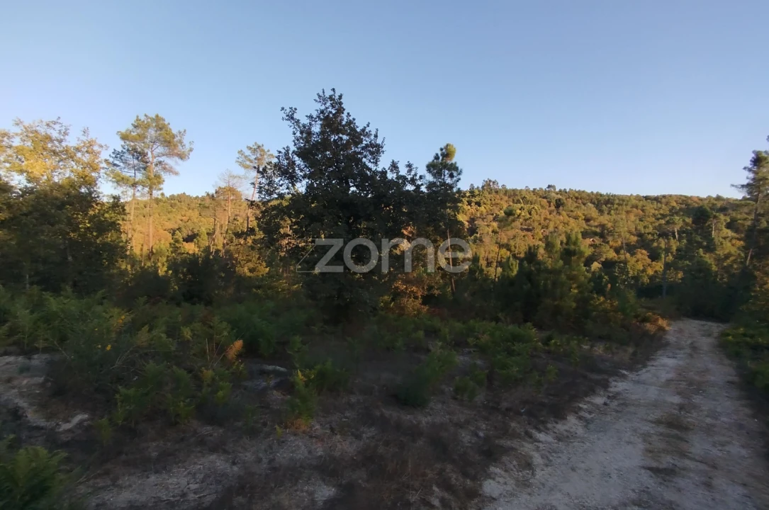 Terreno para Venda em Santos Evos Foto 37