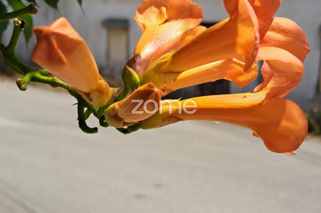 Moradia T1 para Arrendamento em Marrazes e Barosa Foto 11