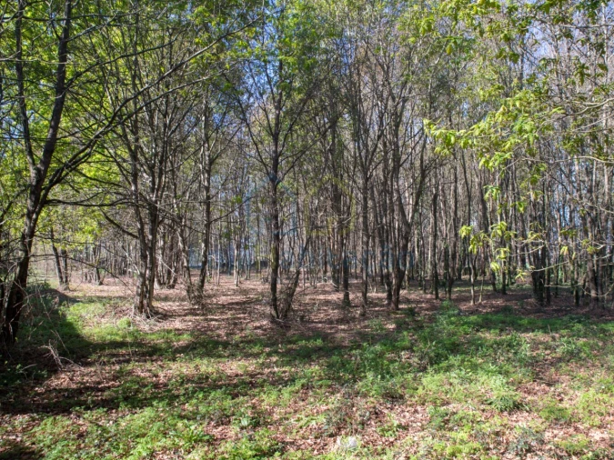 Terreno Comércio / Armazém para Venda em Merelim (São Paio), Panoias e Parada de Tibães Foto 27