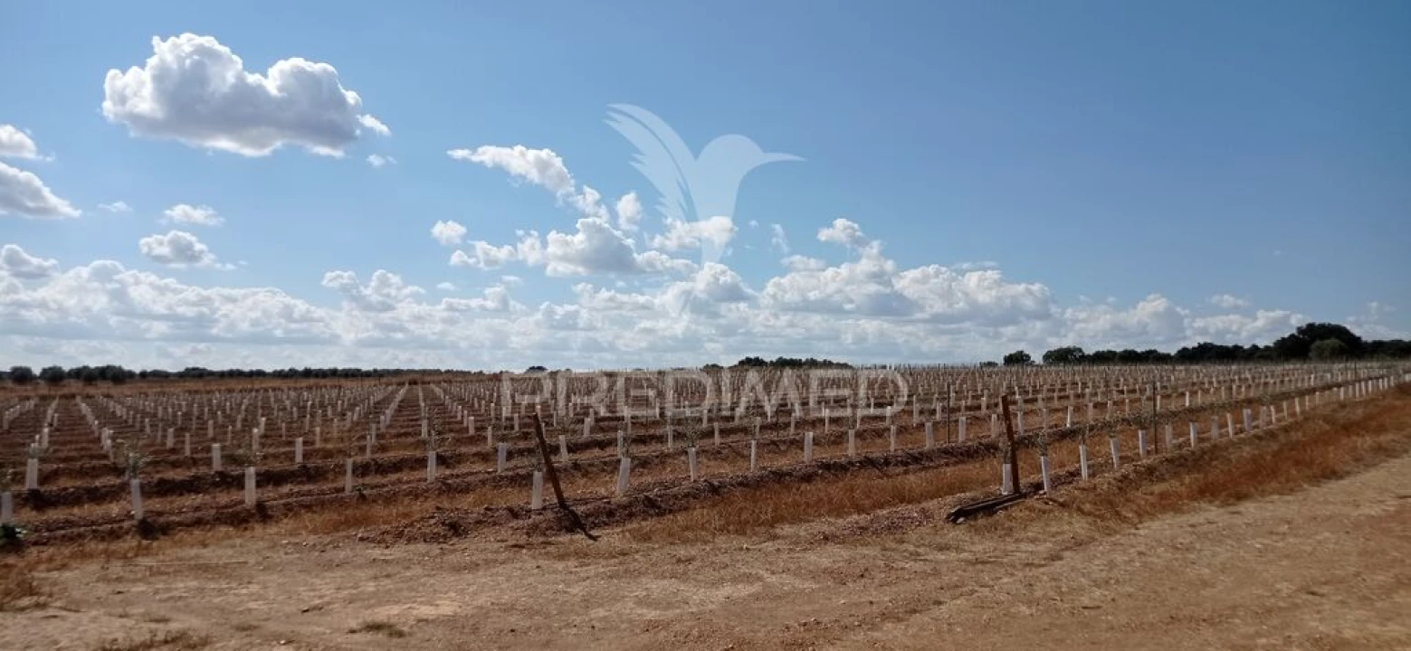 Quinta para Venda em Cano Foto 9