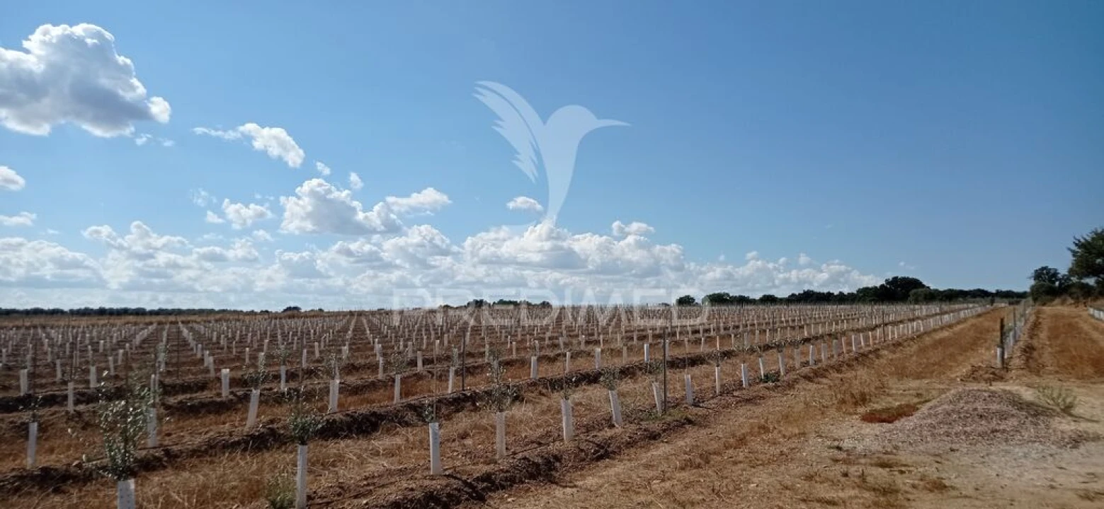 Quinta para Venda em Cano Foto 6