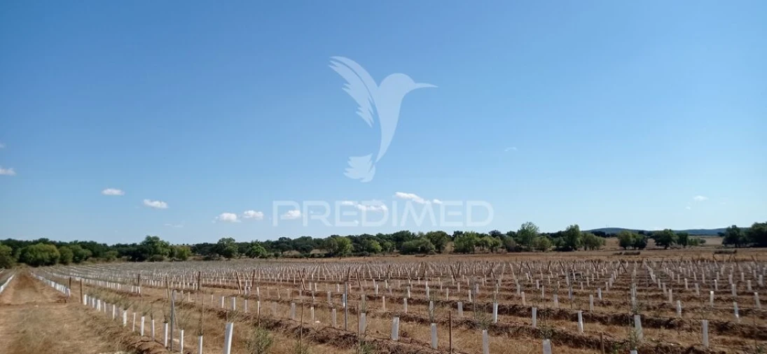 Quinta para Venda em Cano Foto 8