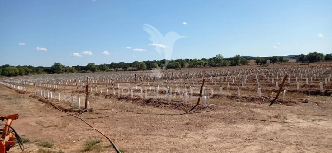 Quinta para Venda em Cano Foto 10