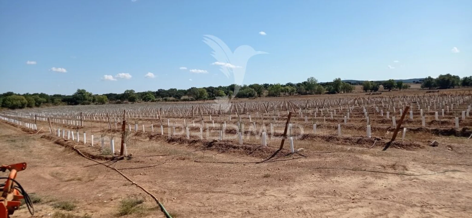 Quinta para Venda em Cano Foto 10