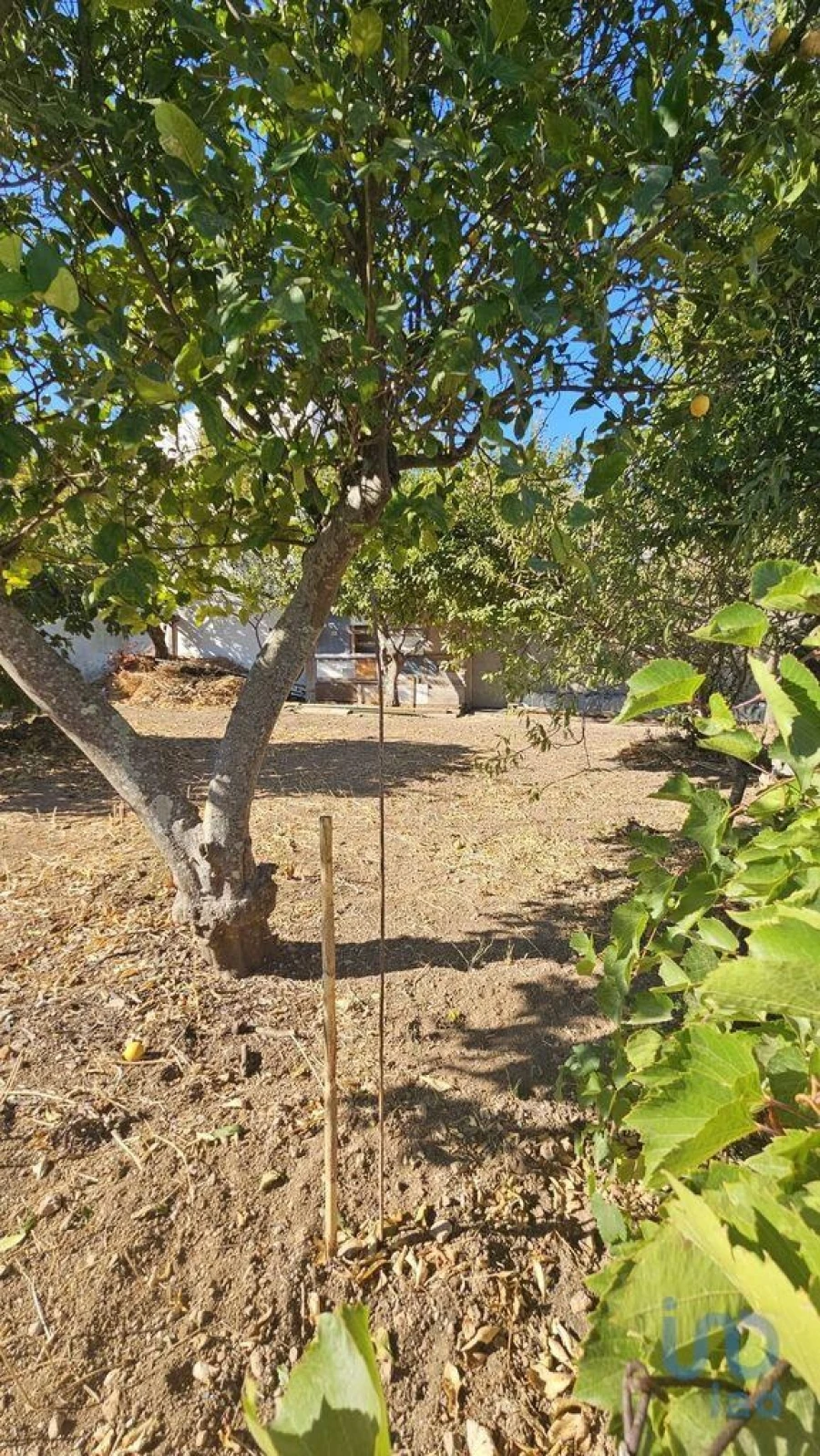 Terreno para Venda em Loule (São Clemente) Foto 6