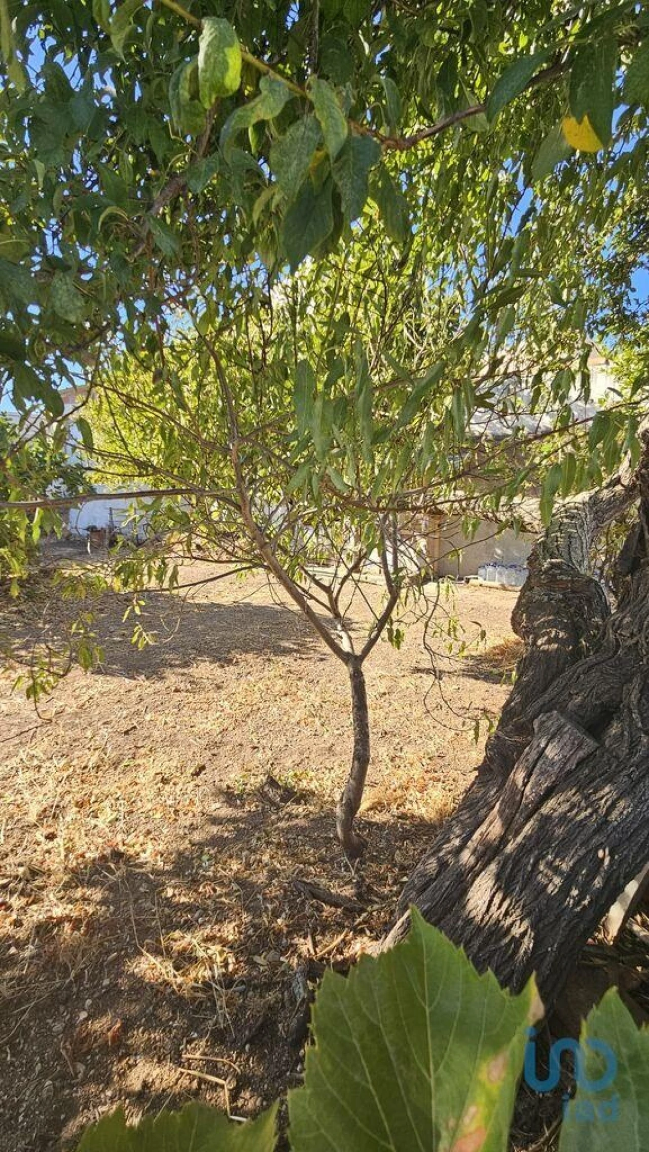 Terreno para Venda em Loule (São Clemente) Foto 4