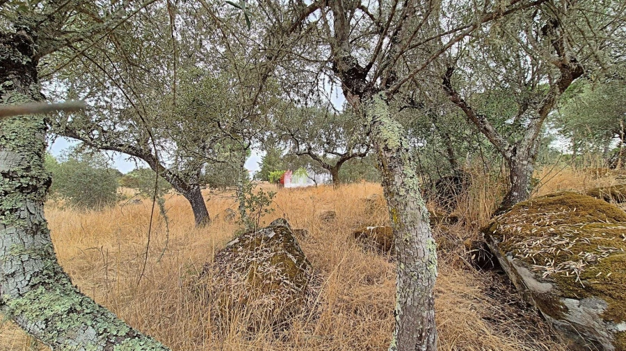 Quinta T2 para Venda em Foros de Vale de Figueira Foto 20