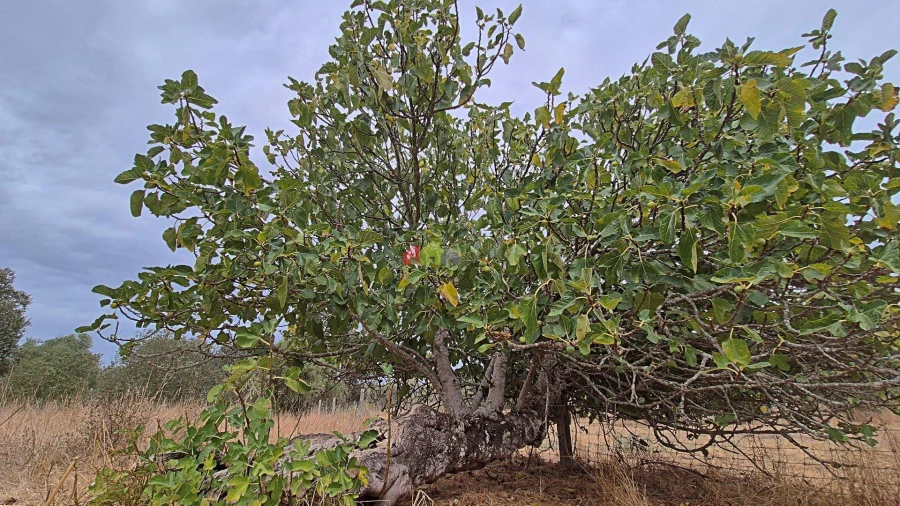 Quinta T2 para Venda em Foros de Vale de Figueira Foto 25