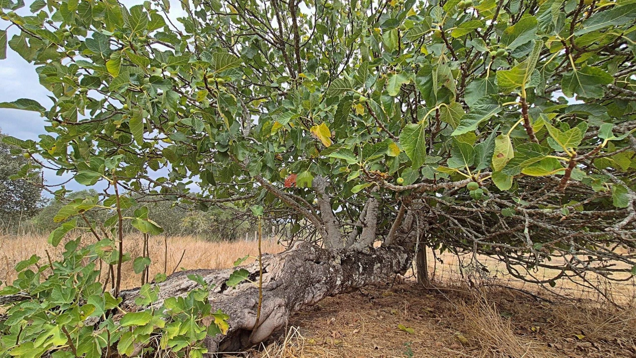 Quinta T2 para Venda em Foros de Vale de Figueira Foto 26