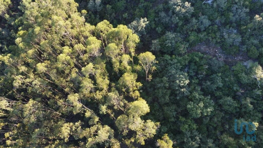 Terreno para Venda em Chãos Foto 2