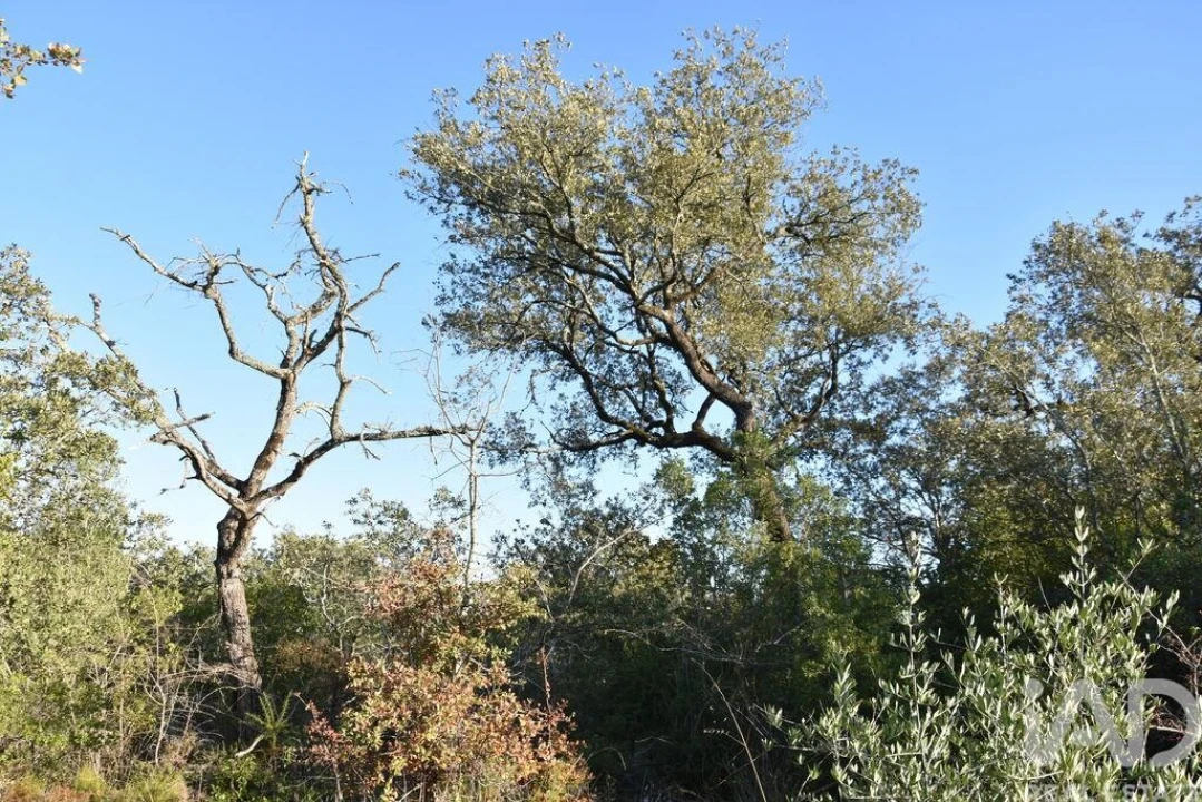 Terreno para Venda em Chãos Foto 28