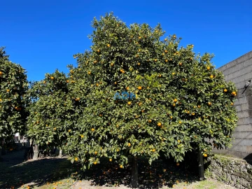 Terreno para Venda em Alcains