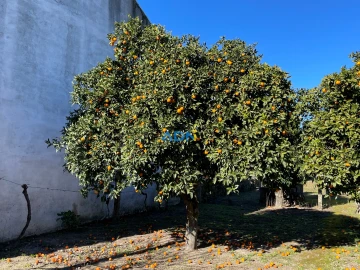Terreno para Venda em Alcains
