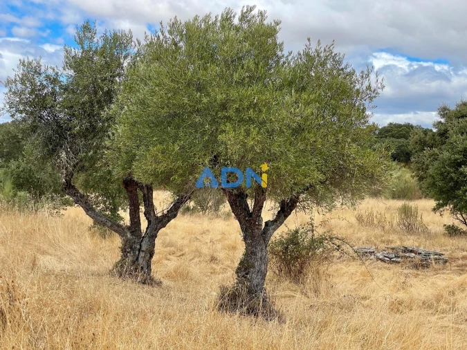 Terreno para Venda em Rosmaninhal Foto 12