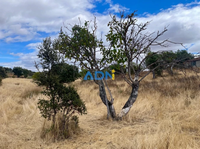 Terreno para Venda em Rosmaninhal Foto 11