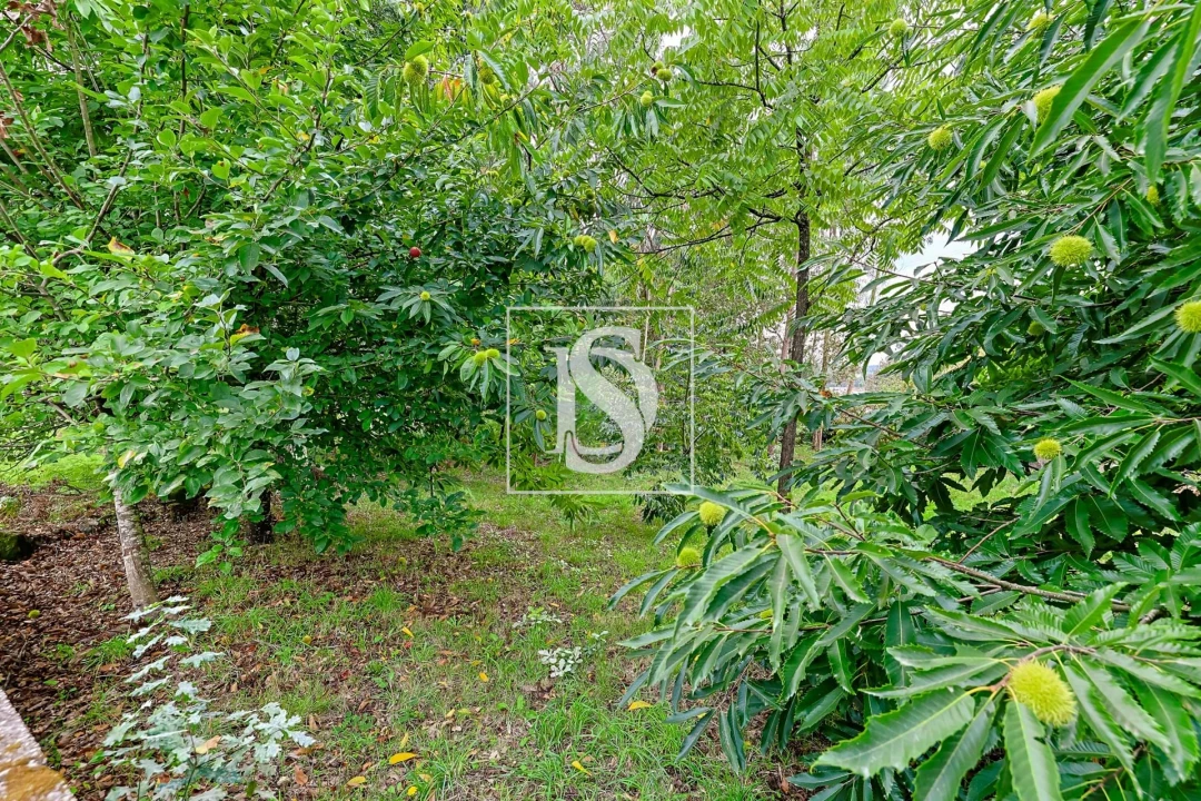 Terreno para Venda em Tamel (São Verissimo) Foto 14