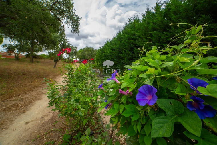 Moradia T5 para Venda em Santo Estêvão Foto 59