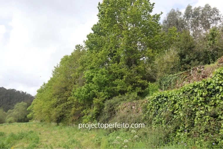 Quinta T10 para Venda em São Pedro de Castelões Foto 8